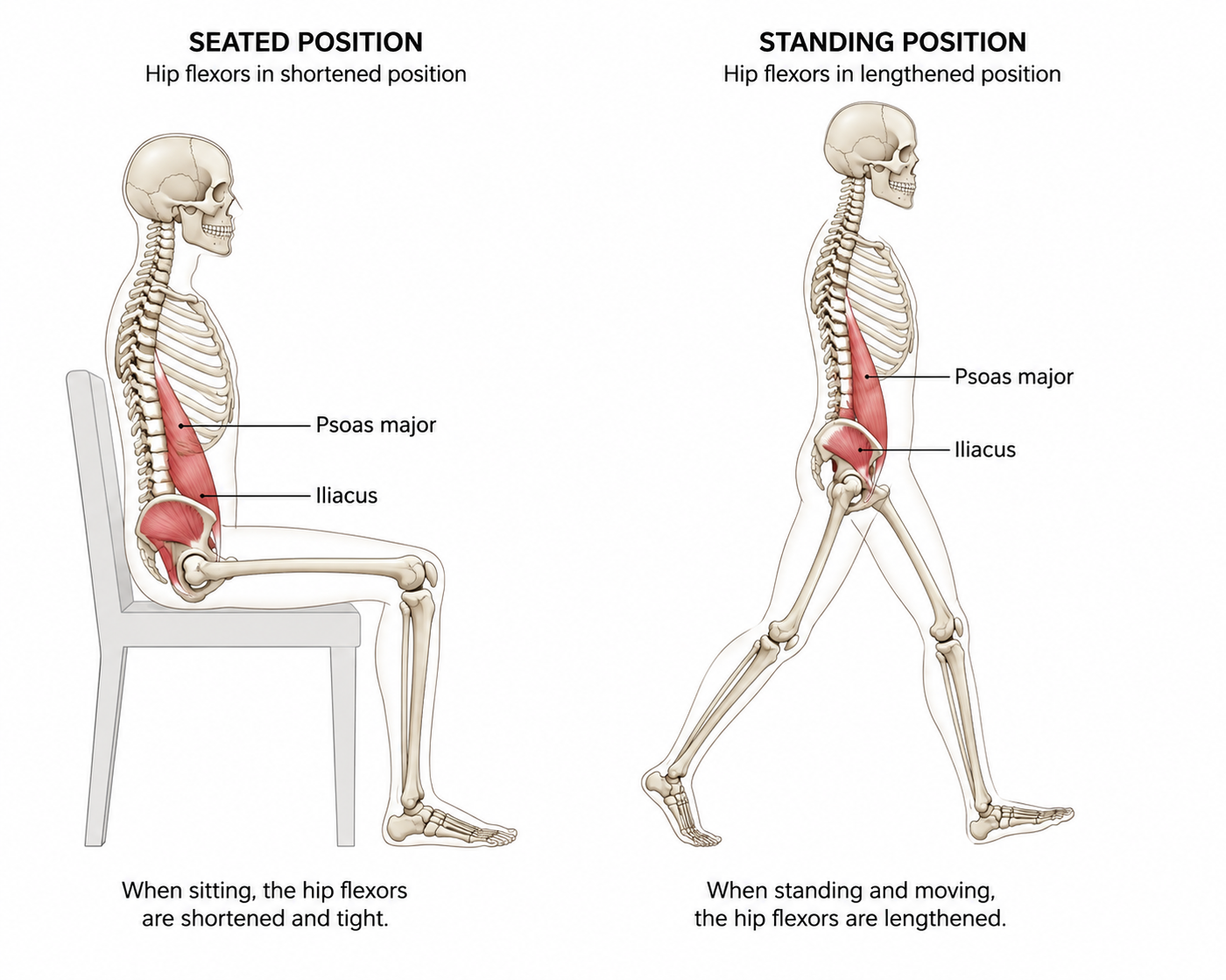 Diagram of the hip flexors and iliopsoas, seated versus standing